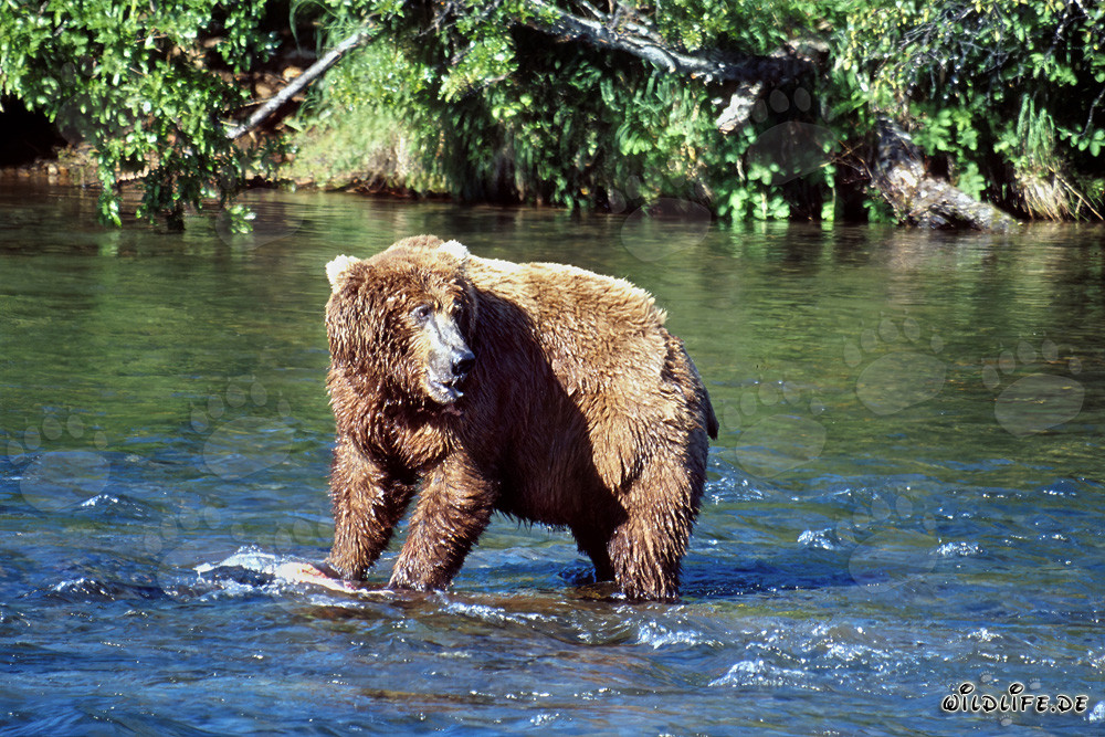 Braunbär beobachtet seinen Konkurrenten am Brooks River in Katmai, Alaska