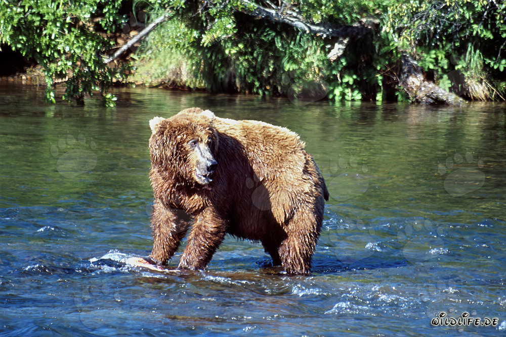 Brown bear observes its competitor at Brooks River in Katmai, Alaska