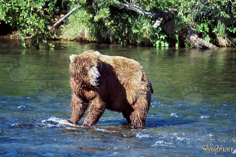 Orso bruno osserva il suo concorrente al fiume Brooks a Katmai, in Alaska