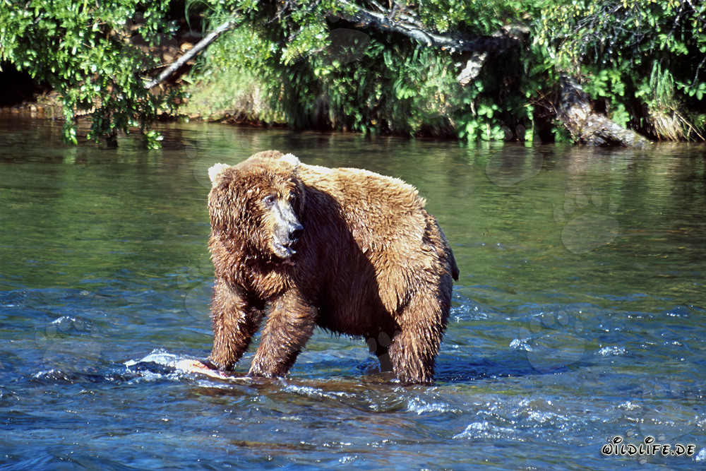 Oso pardo observa a su competidor en el río Brooks en Katmai, Alaska