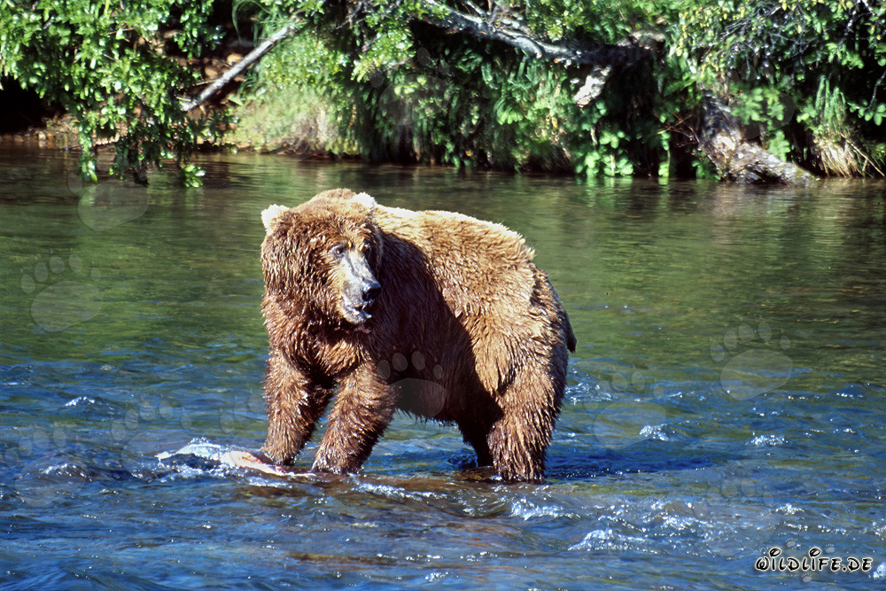 Ours brun observe son concurrent à la rivière Brooks à Katmai, en Alaska