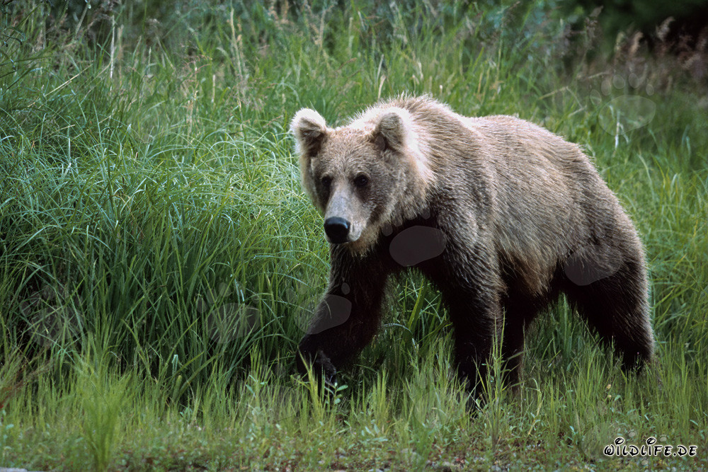 Maestoso orso bruno nell'erba alta