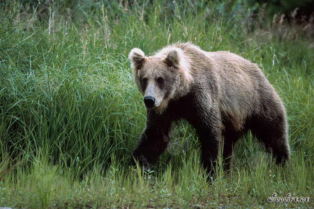 Majestic Brown Bear in the High Grass