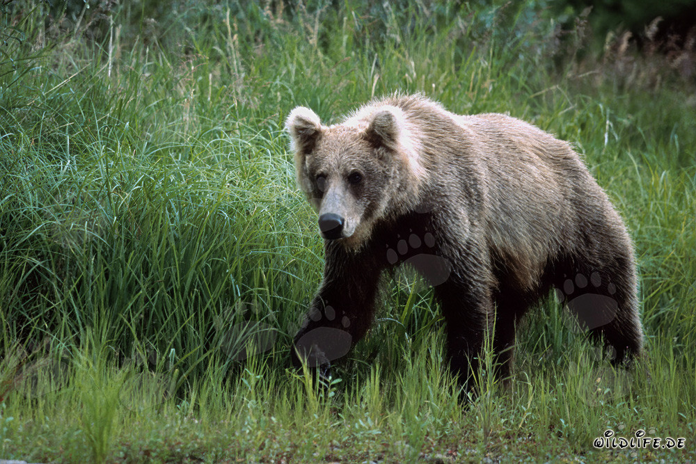 Ours brun majestueux dans les hautes herbes