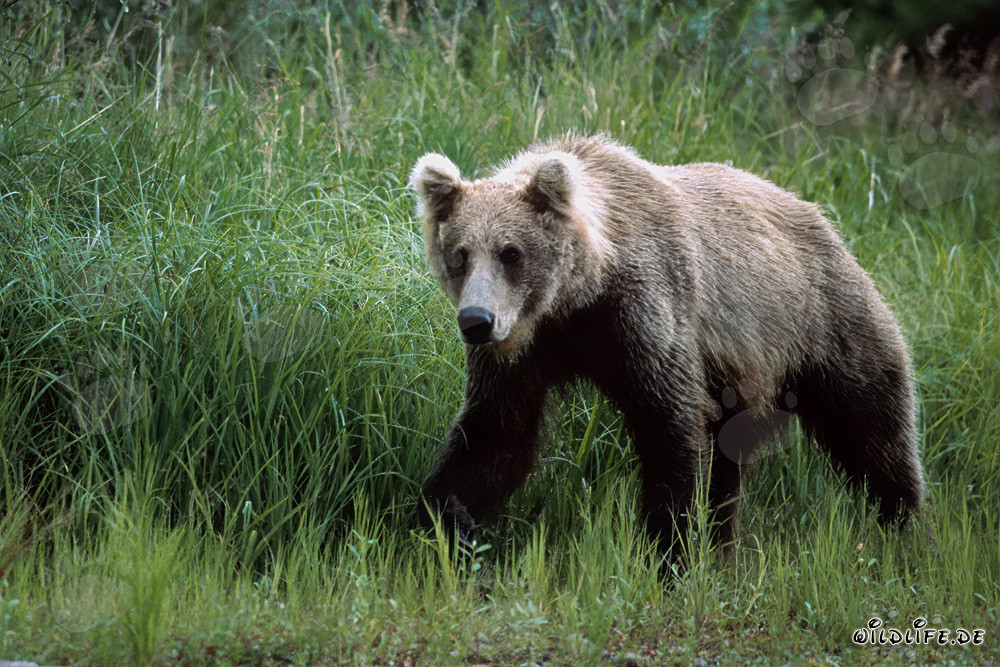 Oso pardo majestuoso en la alta hierba