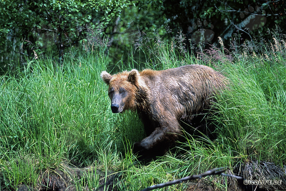 Braunbär kommt aus dem hohen Gras