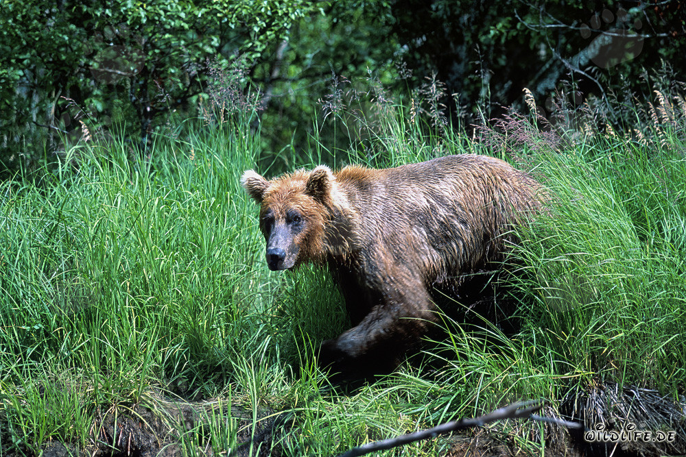 L'orso bruno esce dall'erba alta