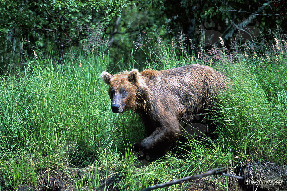 Oso pardo sale de la hierba alta