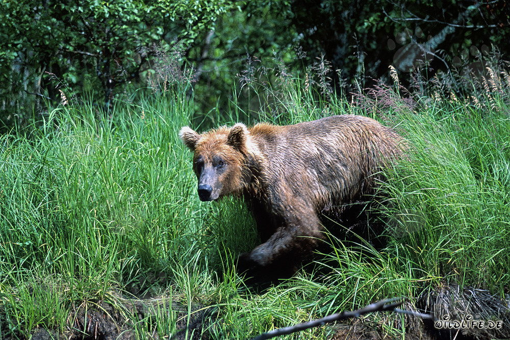 L'ours brun sort de l'herbe haute