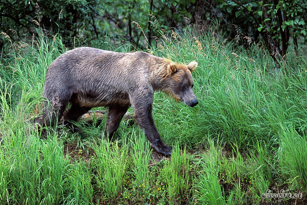 Braunbär beim Spaziergang entlang des Flussufers