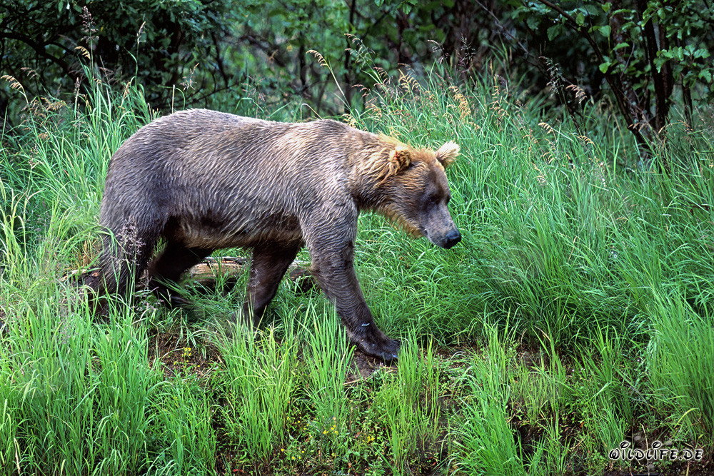 Brown bear taking a stroll along the river bank