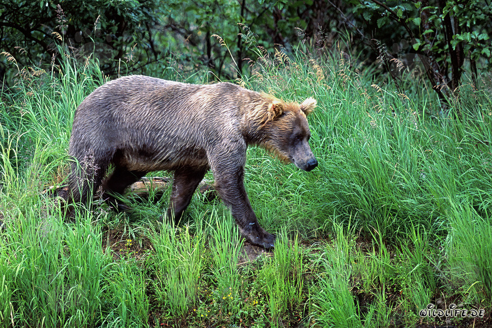 Oso pardo paseando por la orilla del río