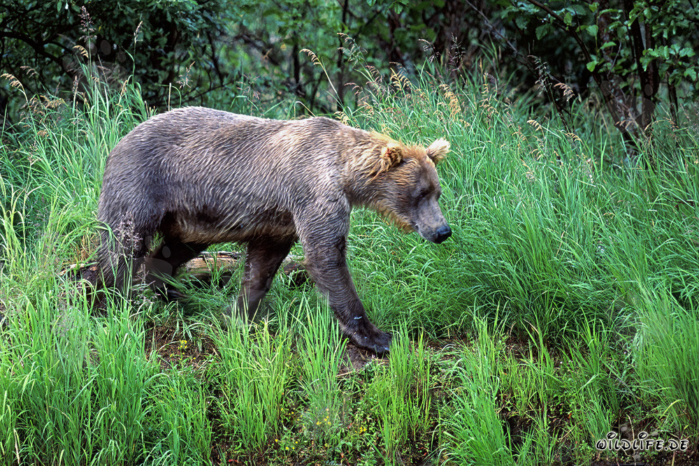 Ours brun se promenant le long de la rive