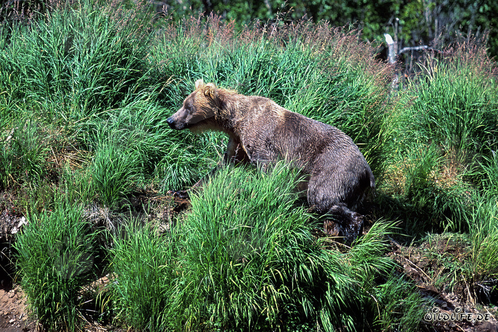 Majestic Brown Bear in the Lush Grass of Alaska's Katmai National Park