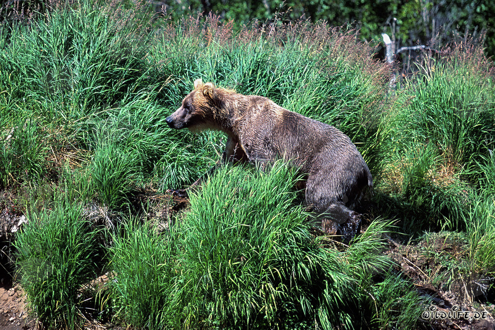Maestoso orso bruno nell'erba rigogliosa del parco nazionale di Katmai in Alaska