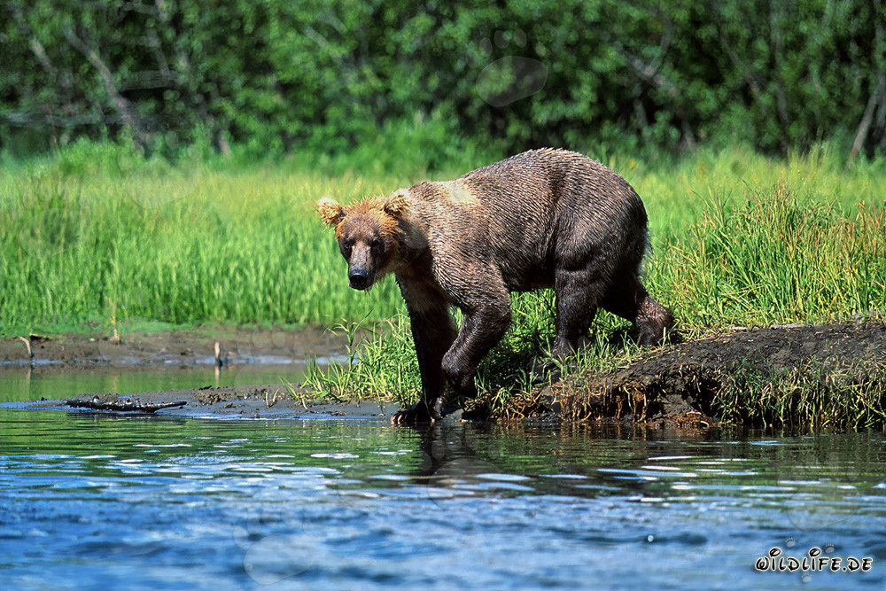 Majestic Brown Bear searching for salmon along the river bank