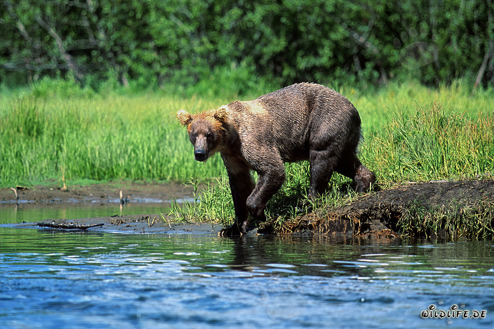 Maestoso orso bruno alla ricerca di salmoni lungo la riva del fiume