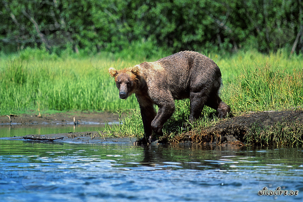 Oso pardo majestuoso en busca de salmones en la orilla del río