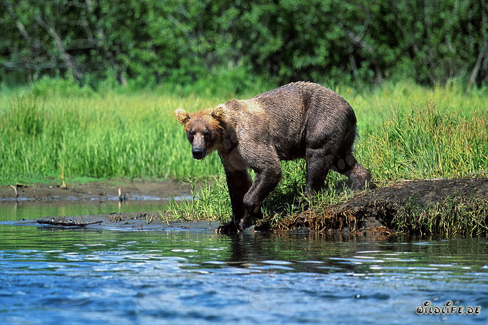Ours brun majestueux à la recherche de saumons au bord de la rivière