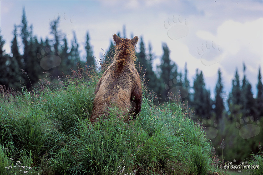 Maestoso orso bruno nella natura selvaggia dell'Alaska