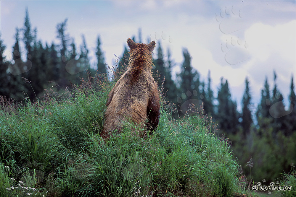 Majestätischer Braunbär in der Wildnis Alaskas