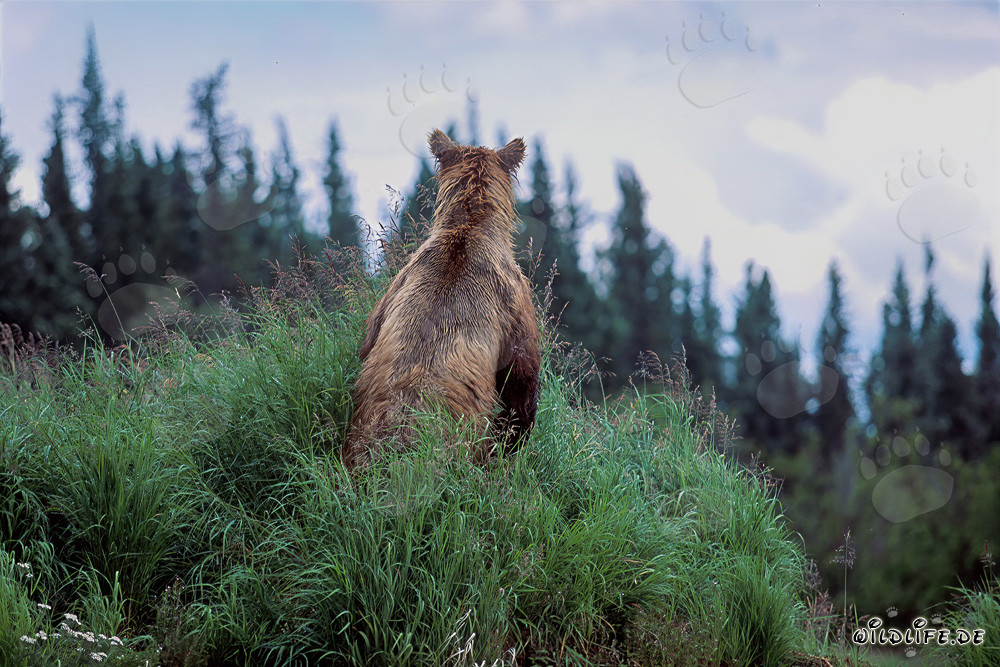 Majestic Brown Bear in the Alaskan Wilderness
