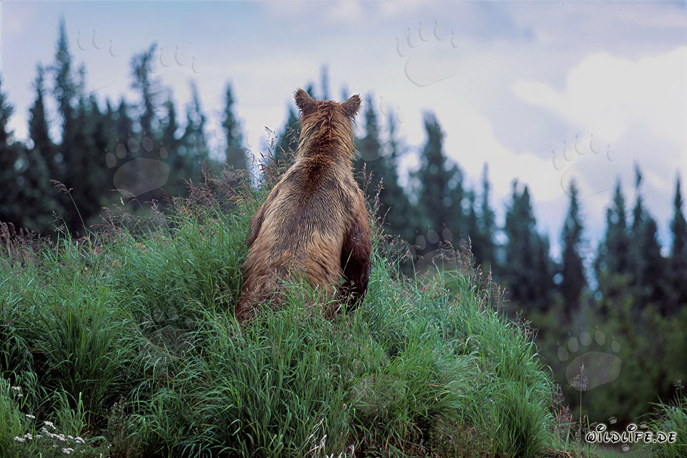 Oso pardo majestuoso en la naturaleza salvaje de Alaska