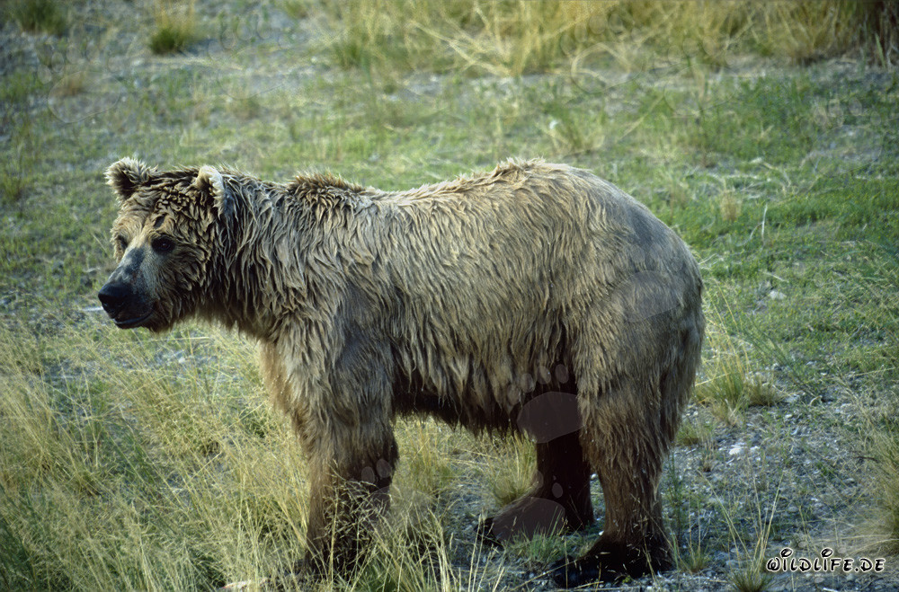 Oso pardo majestuoso en la pintoresca orilla del río en Alaska