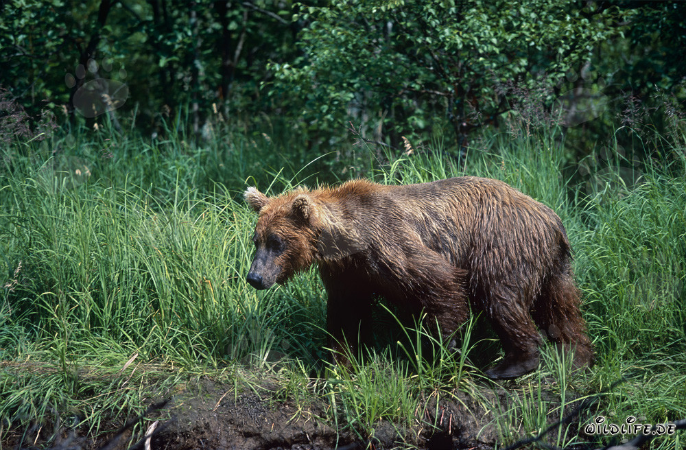 Majestätischer Braunbär im dichten Gras am Ufer eines wilden Flusses