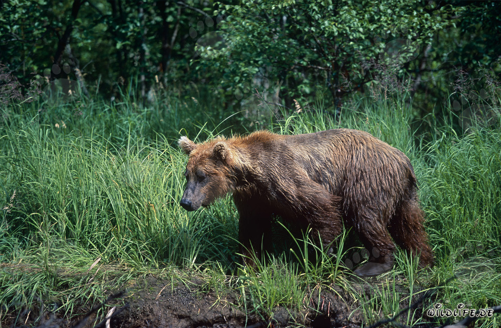 Majestic brown bear in the thick grass on the bank of a wild river