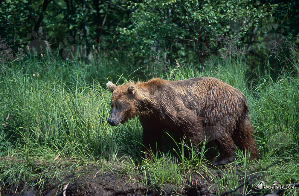Maestoso orso bruno nell'erba densa sulle rive di un fiume selvaggio