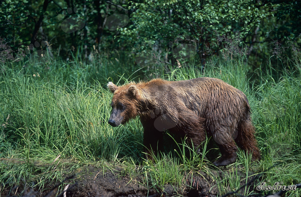 Oso pardo majestuoso en la espesa hierba a orillas de un río salvaje