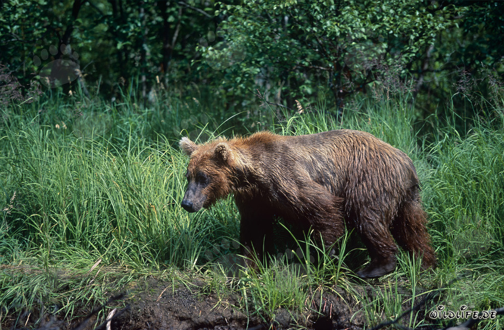 Ours brun majestueux dans l'herbe dense au bord d'une rivière sauvage