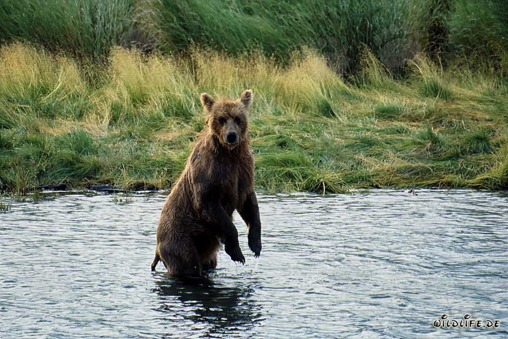 Majestätischer Braunbär in der Wildnis Alaskas