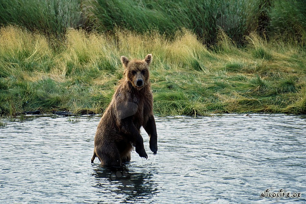 Majestic brown bear in the wilderness of Alaska