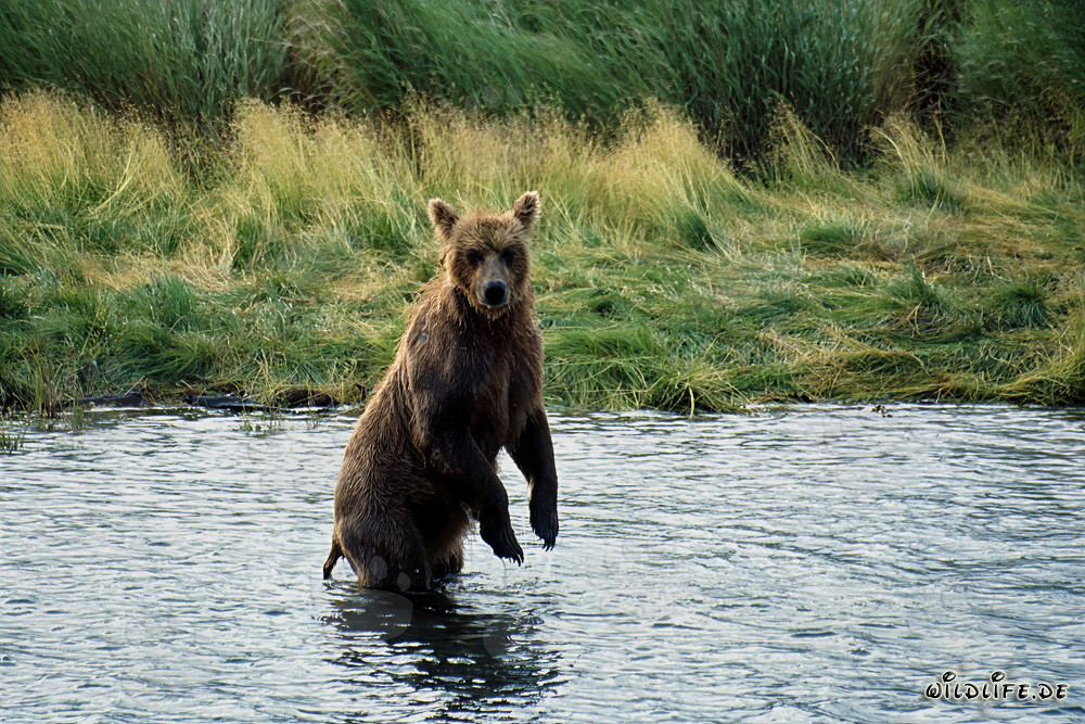Maestoso orso bruno nella natura selvaggia dell'Alaska