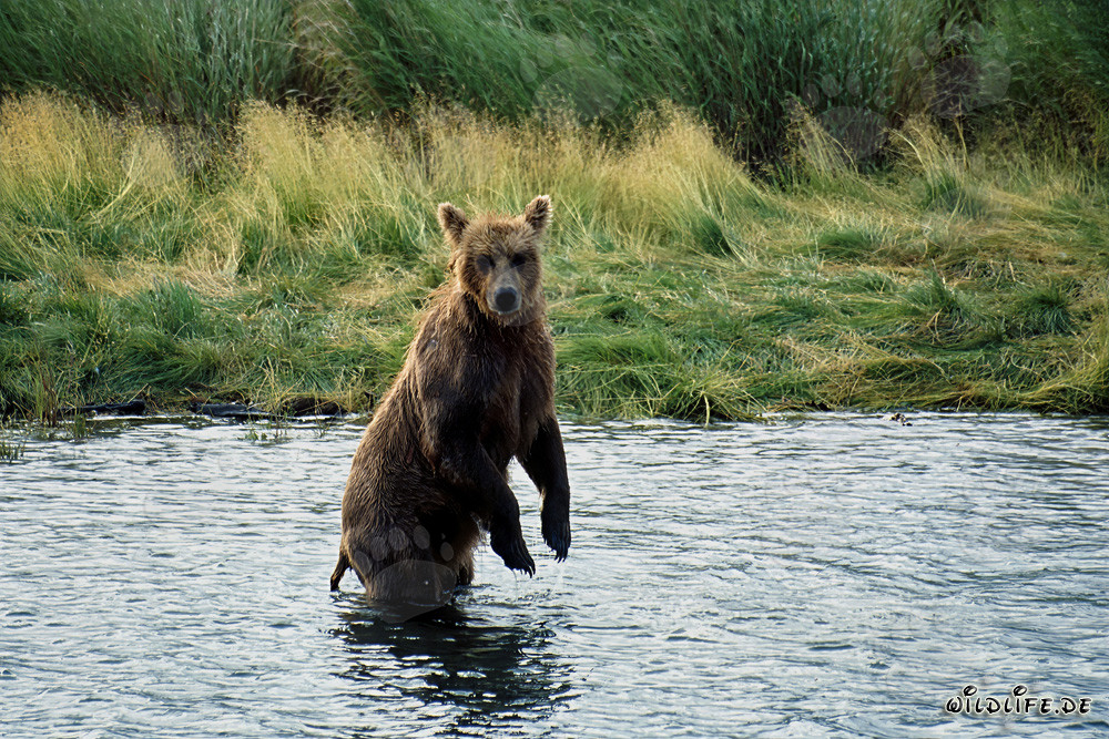 Oso pardo majestuoso en la naturaleza salvaje de Alaska