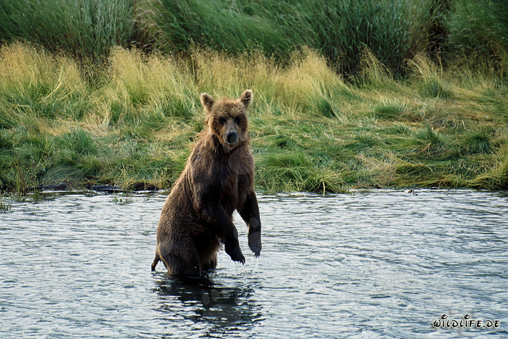 Ours brun majestueux dans la nature sauvage de l'Alaska