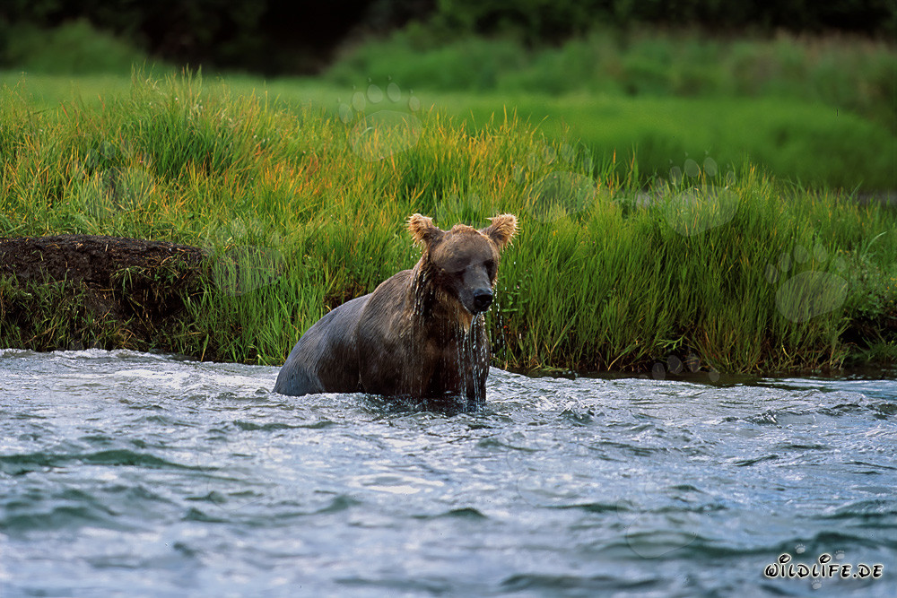 Braunbär beim Lachsfischen im wilden Katmai-Nationalpark in Alaska