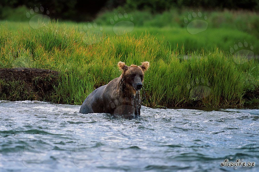 Brown Bear fishing for salmon in the wild Katmai National Park in Alaska