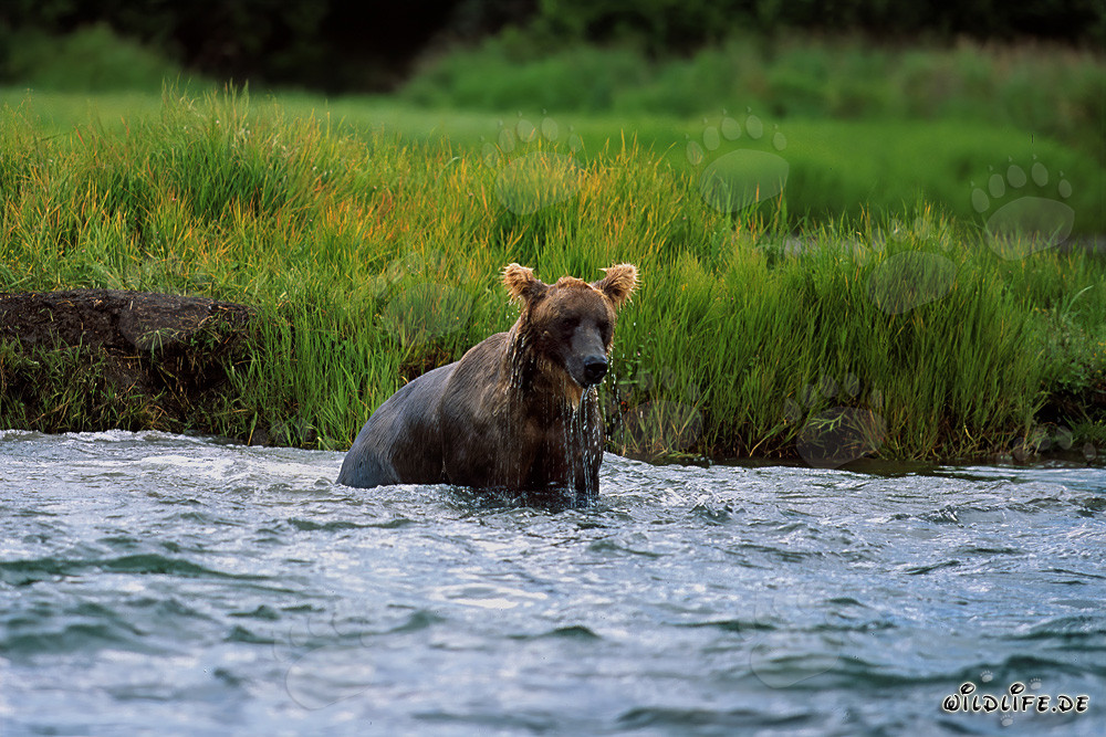 Orso bruno che pesca salmoni nel selvaggio Parco nazionale di Katmai in Alaska