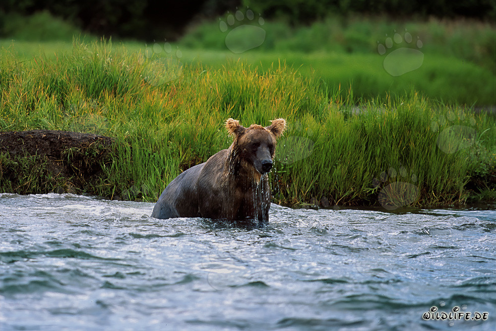 Oso pardo pescando salmones en el salvaje Parque Nacional de Katmai en Alaska