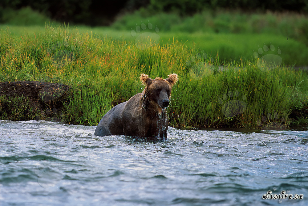 Ours brun pêchant le saumon dans le sauvage Parc national de Katmai en Alaska