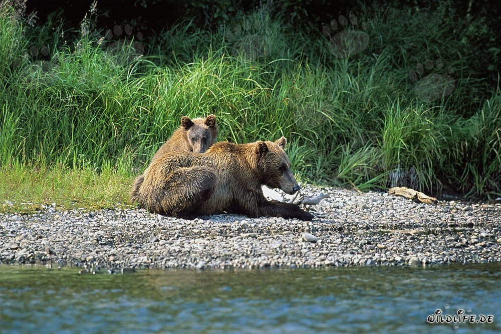 Two majestic brown bears relaxing on the picturesque riverbank