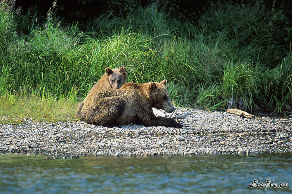 Dos majestuosos osos pardos se relajan en la pintoresca orilla del río
