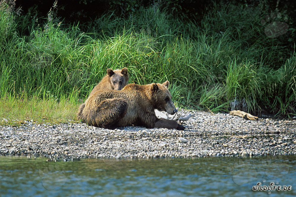 Deux majestueux ours bruns se détendent au bord d'une rivière pittoresque