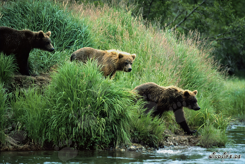 Braunbären beobachten entlang des Flusses in der Wildnis Alaskas