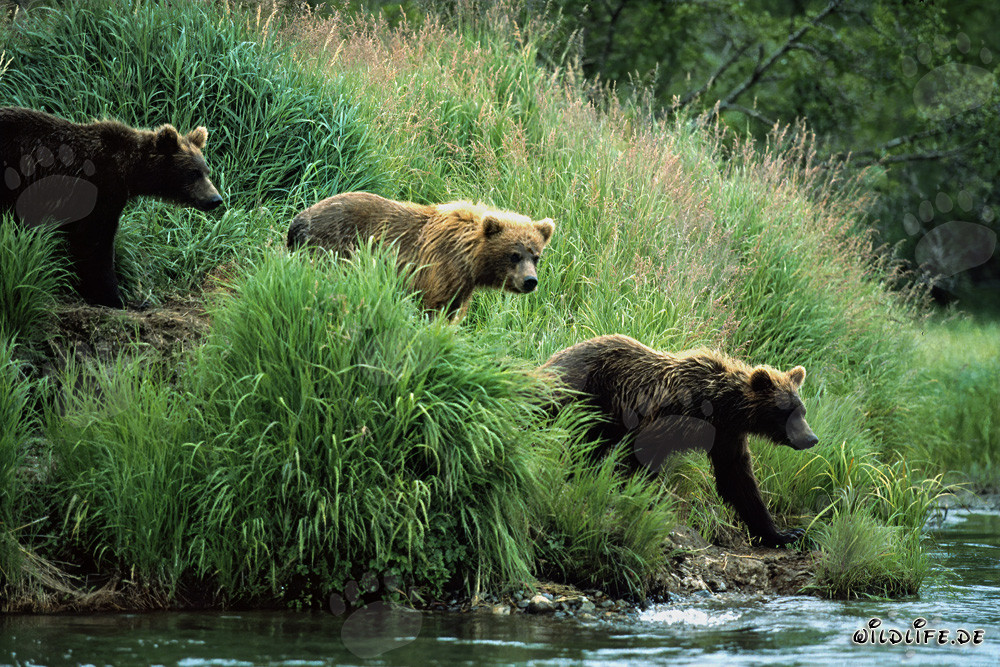 Observing Brown Bears Along the River in the Alaskan Wilderness