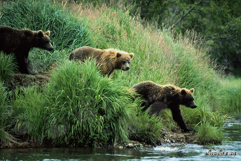 Osservare gli orsi bruni lungo il fiume nella natura selvaggia dell'Alaska