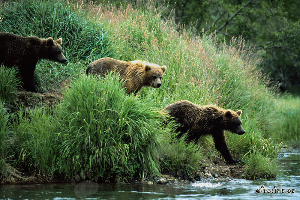 Observación de osos pardos a lo largo del río en la naturaleza salvaje de Alaska